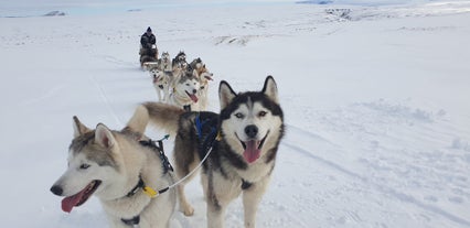 Siberian Husky Dogs stand still while attached to a sled lead by a person.