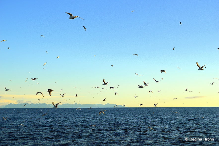 Birds following the boat to Grímsey