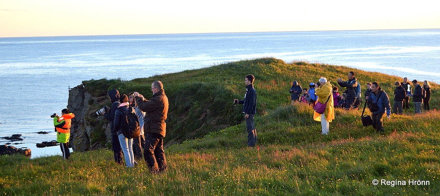 The group photographing puffins at Grímsey island