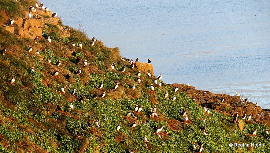 Puffins at Grímsey island