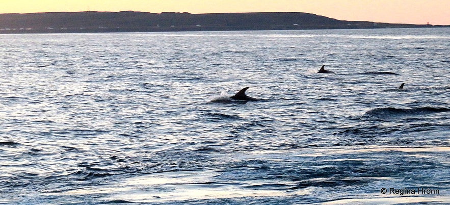 Dolphins following the boat by Grímsey island