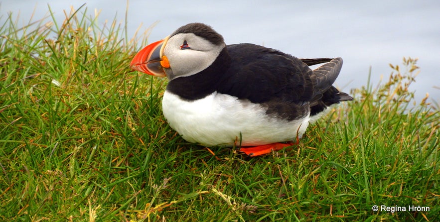 Puffins in Iceland