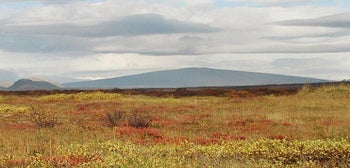 Skjaldbreidur