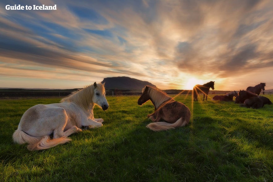 Horses gather at Miðás Breeding Farm.