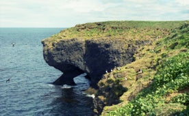 Tjornes peninsula in North Iceland is a great place for birdwatchers.