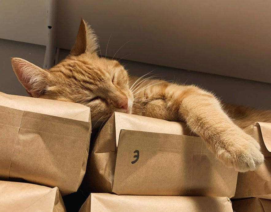 Jeffrey the cat