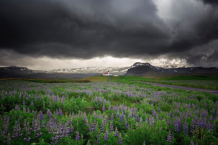 Lupine field with dark skies