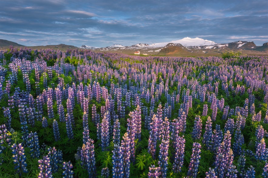 Lupine field in South Iceland