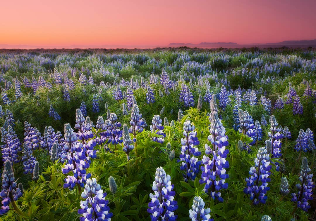 Lupines in Iceland: Beauty, Controversy, and Environmental Impact