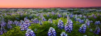Lupines in Iceland: Beauty, Controversy, and Environmental Impact