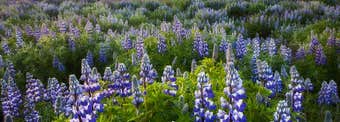 Lupines in Iceland: Beauty, Controversy, and Environmental Impact