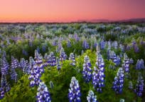 Lupine_Unknown_Summer_No watermark.jpg
