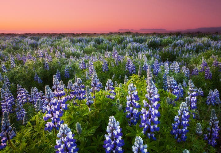 Lupine field in Iceland in the midnight sun