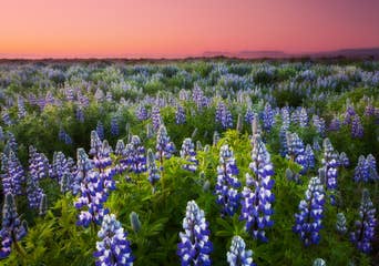 Lupine_Unknown_Summer_No watermark.jpg