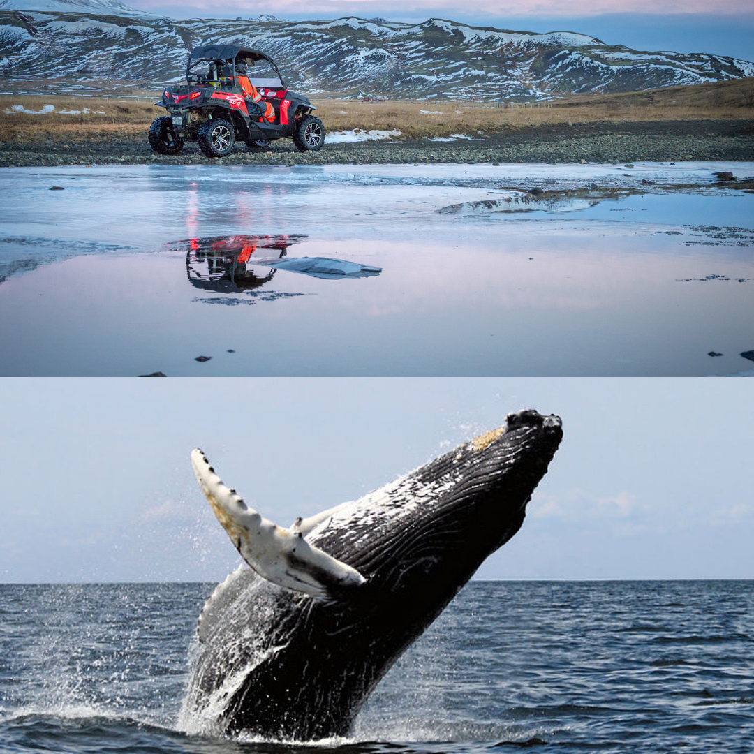 Combination 8 Hour Whale Watching Tour & ATV Buggy Trail Ride with Transfer from Reykjavik