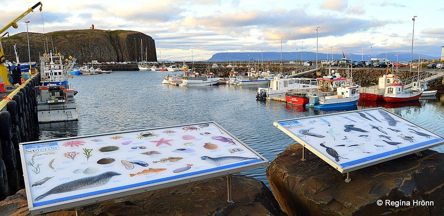 Súgandisey island Stykkishólmur