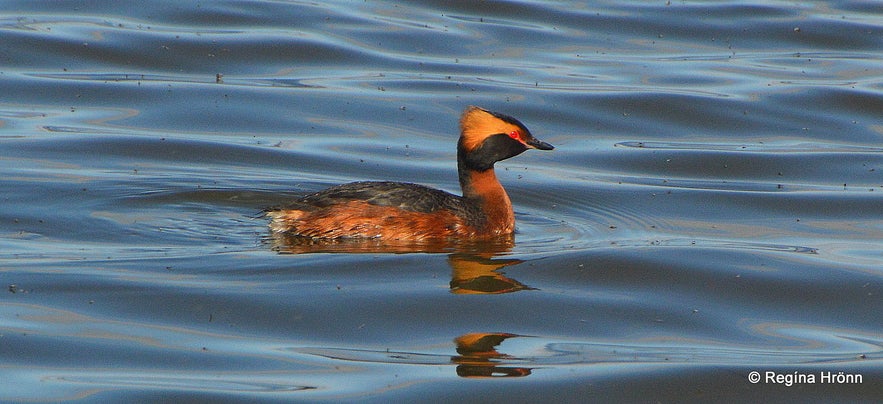 Flórgoði - horned grebe on Lake Mývatn