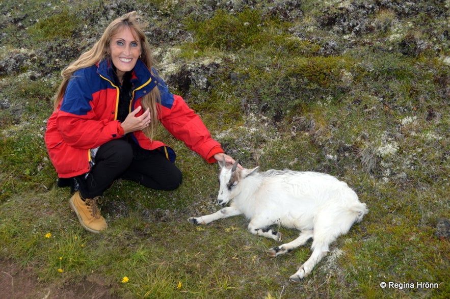 A goat on the path leading to Klasar Mývatn