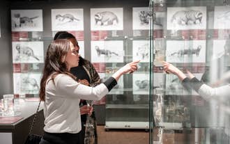 Tickets für das Penismuseum