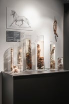 Biglietti per il Museo del Pene