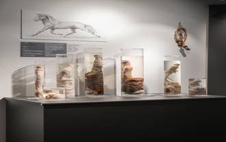 Biglietti per il Museo del Pene