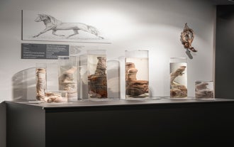 Biglietti per il Museo del Pene