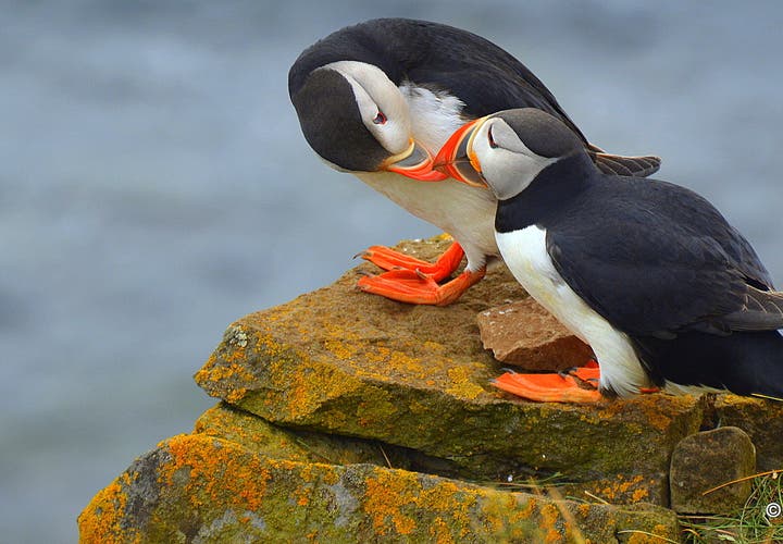 The Natural Wonders of the Westfjords of Iceland - Látrabjarg and Rauðasandur