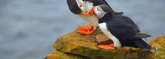 The Natural Wonders of the Westfjords of Iceland - Látrabjarg and Rauðasandur
