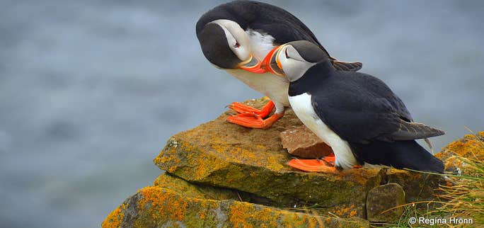 The Natural Wonders of the Westfjords of Iceland - Látrabjarg and Rauðasandur