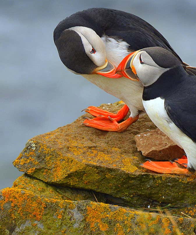 The Natural Wonders of the Westfjords of Iceland - Látrabjarg and Rauðasandur