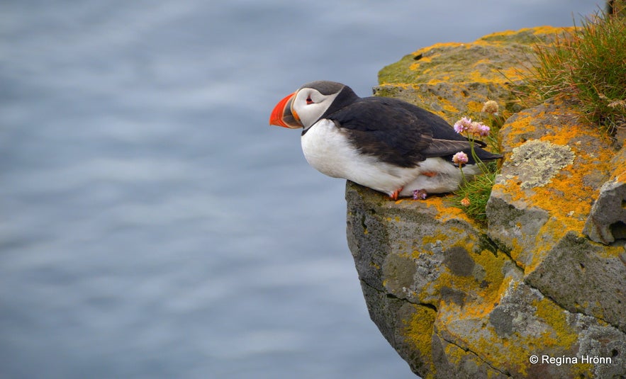 Puffins at Látrabjarg