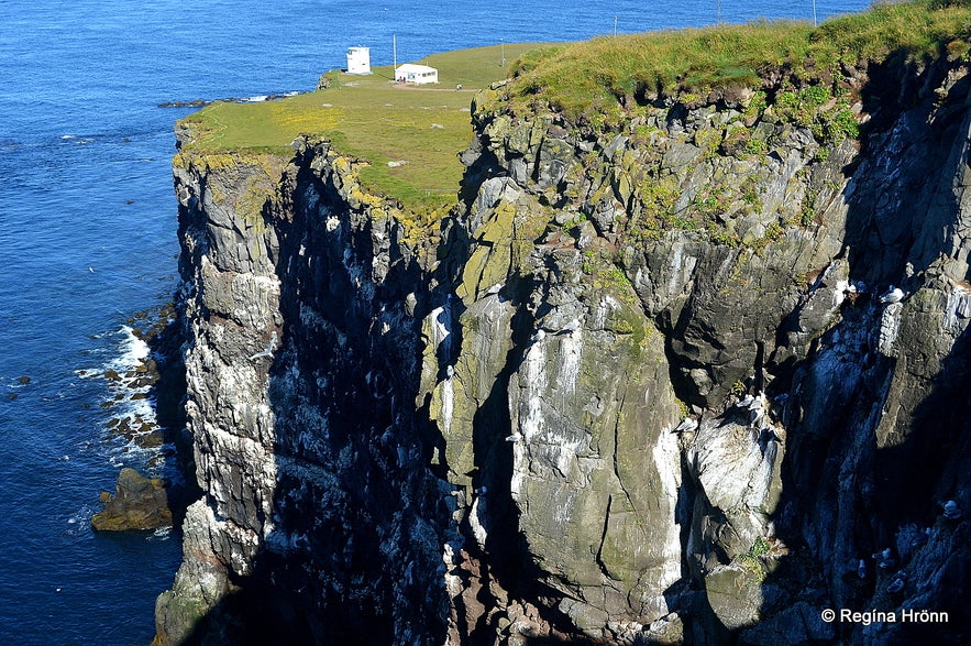 Látrabjarg bird cliff in the Westfjords of Iceland