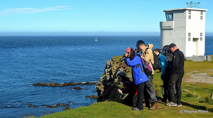 Bird watching at Látrabjarg Westfjords