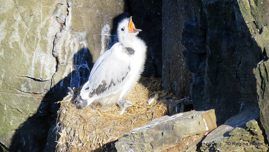 Látrabjarg bird cliff in the Westfjords of Iceland