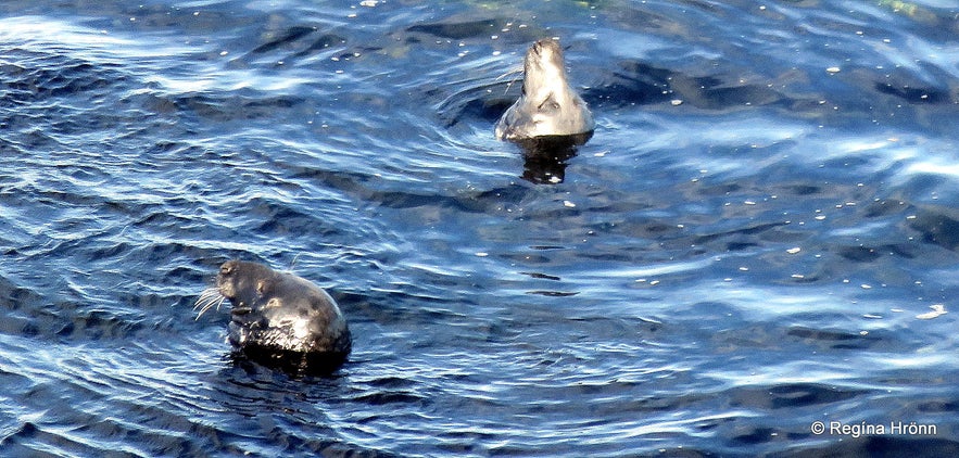 Seals by Látrabjarg