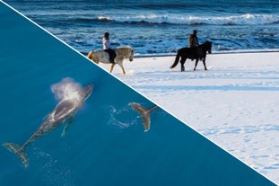 Naturskön dagstur på åtta timmar med ridning och valsafari med transfer från Reykjavik