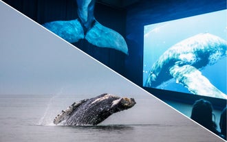 Whales of Iceland & Reykjavik Whale Watching