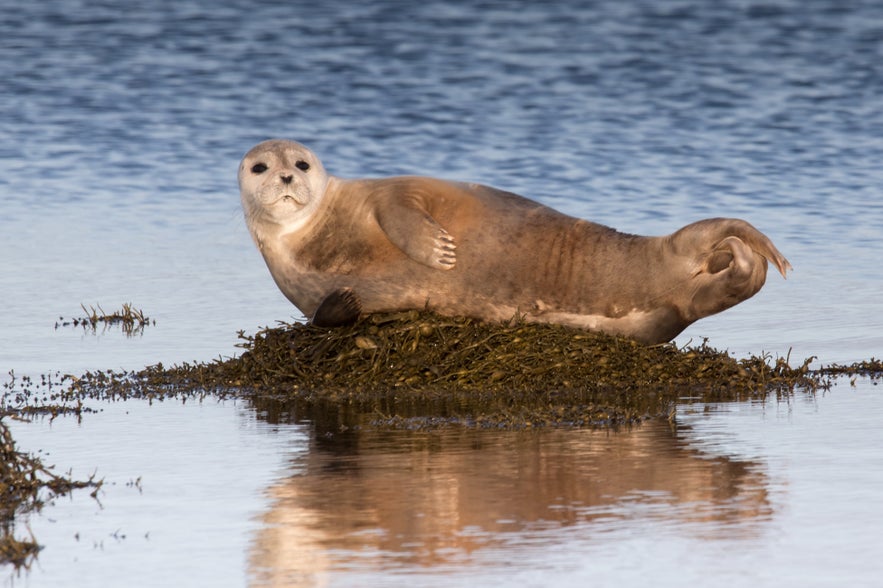 Seals in Iceland.