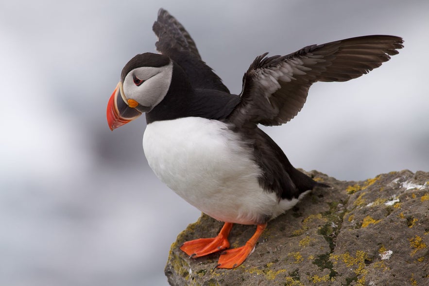 A puffin on a rock gets ready to take off. 