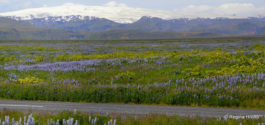 Lupines in South Iceland