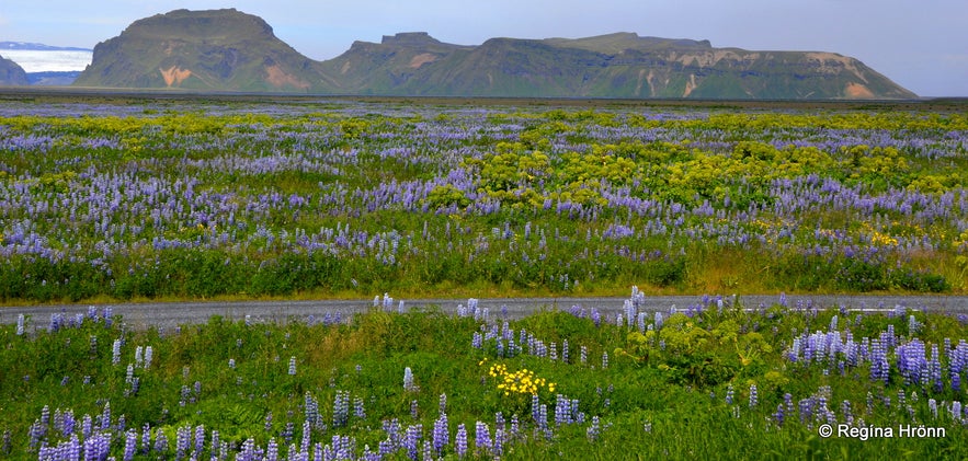 Lupine in Iceland