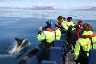 Spännande 2 timmars valsafari med en RIB-båt från Reykjavik.