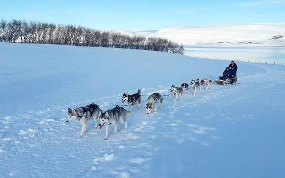 Small-Group Winter Dog Sledding Tour in Akureyri with Photo Opportunities
