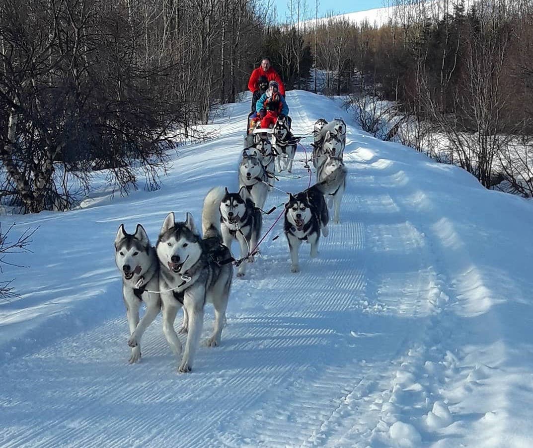 Et hold huskyer trækker en slæde under en hundeslædetur i Akureyri.
