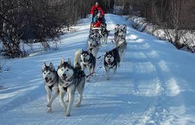Small-Group Winter Dog Sledding Tour in Akureyri with Photo Opportunities