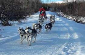 Small-Group Winter Dog Sledding Tour in Akureyri with Photo Opportunities