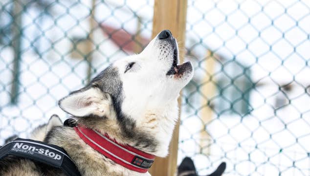 Small-Group Winter Dog Sledding Tour in Akureyri with Photo Opportunities