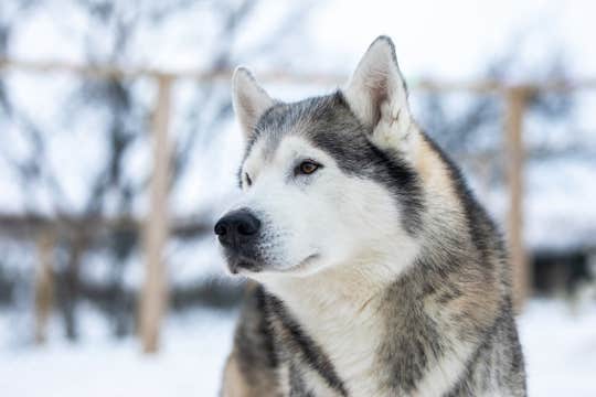 Husky Petting and Photo Experience in Akureyri
