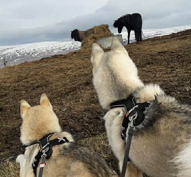 Hiking with Huskies in North Iceland from Akureyri