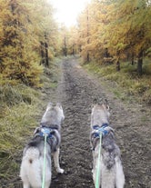 Deux huskies harnachés observent une piste dans le nord de l'Islande.